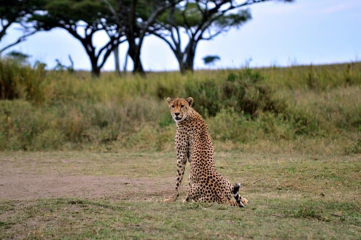 3-Day Masai Mara Safari: Big Five, Wildebeest Migration & Budget Tented Camping photo 5