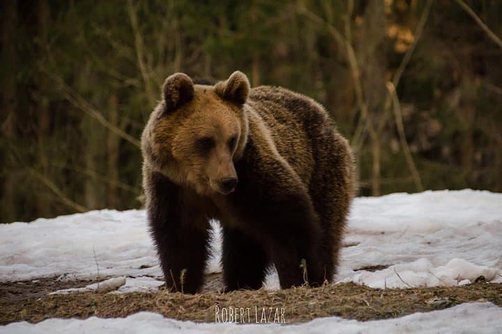 Bear Watching in Romania's Land of Volcanoes: Tusnad Hide Experience photo 5