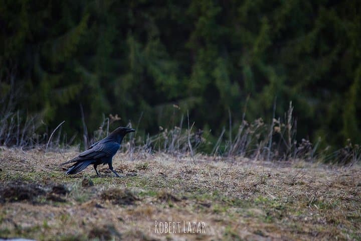 Bear Watching in Romania's Land of Volcanoes: Tusnad Hide Experience photo 4