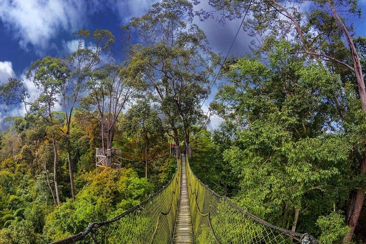 Borneo Tropical Rainforest Resort Day Tour — Lambir Hills Hike & Orchard photo 5
