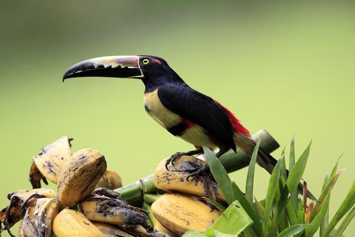 9-Day Volcanoes, Rainforest & Caribbean Coast Adventure from San José photo 3