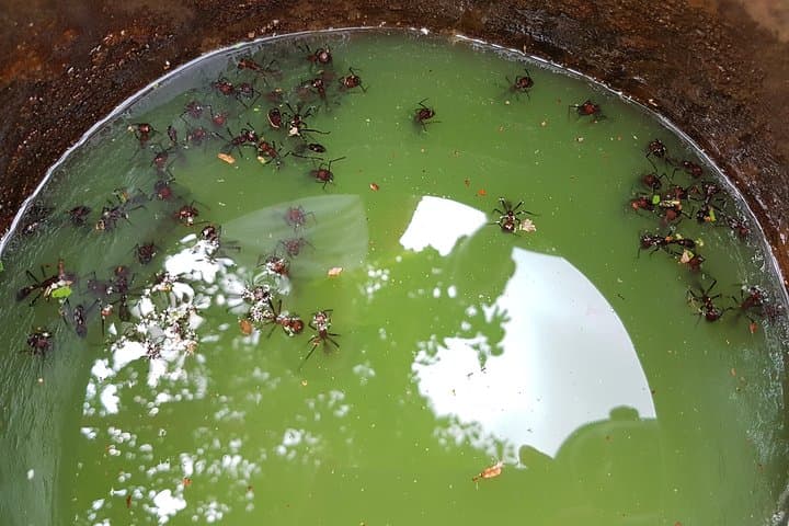 Tucandeira Ants Indigenous Ritual: Sateré Mawé Ceremony from Manaus photo 5
