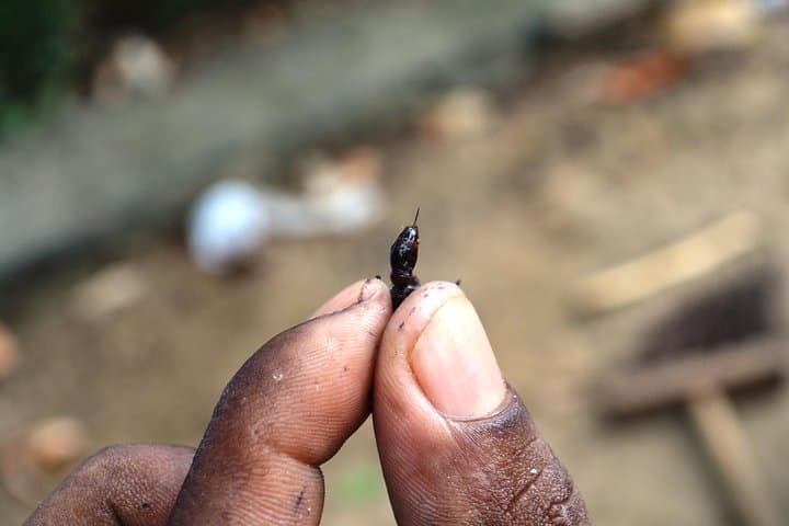 Tucandeira Ants Indigenous Ritual: Sateré Mawé Ceremony from Manaus photo 6
