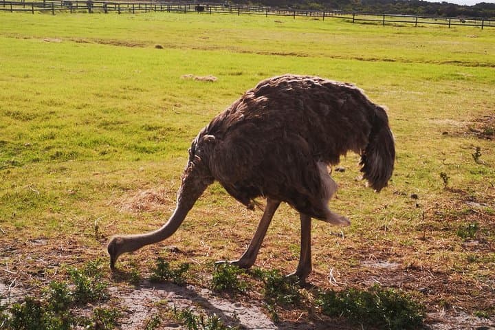 Cape Point & Penguin Day Tour from Cape Town — Boulders Beach, Chapman's Peak & Kirstenbosch photo 5