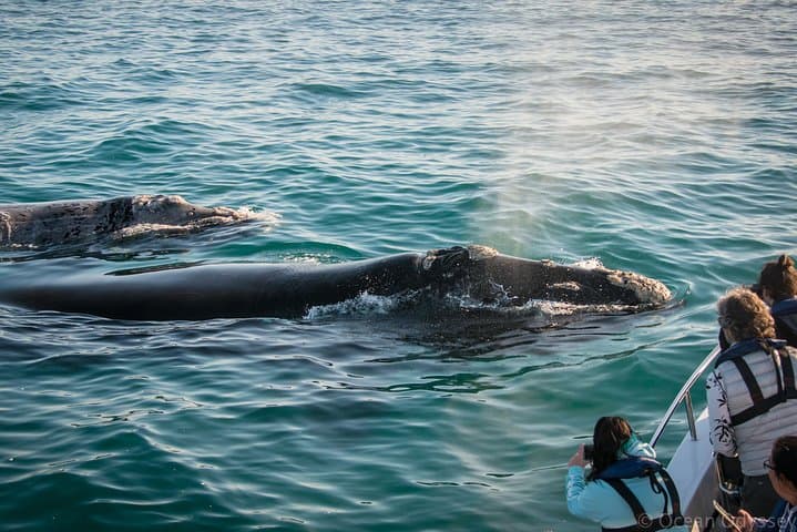 Whale Watching Knysna: Close-Encounter Ocean Odyssey from Knysna Heads photo 3