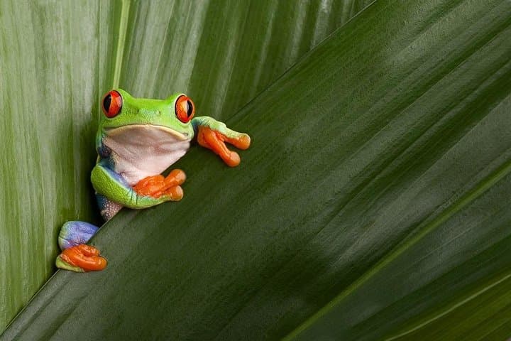 11-Day Costa Rica Self-Drive: Volcanoes, Rainforests & Caribbean Coast photo 1