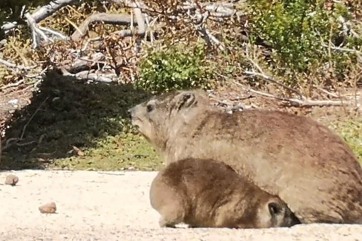 Cape Point & Penguin Day Tour from Cape Town — Boulders Beach, Chapman's Peak & Kirstenbosch photo 6