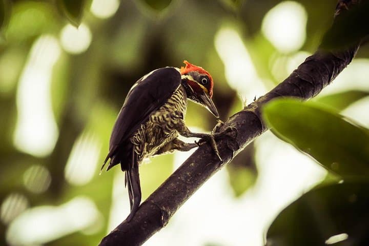 Birdwatching at Ecocentro Danaus: La Fortuna's Best Morning Tour photo 4