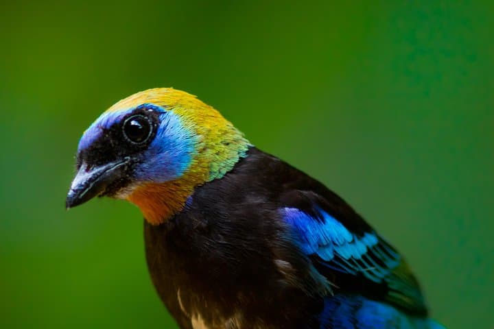 Birdwatching at Ecocentro Danaus: La Fortuna's Best Morning Tour photo 3