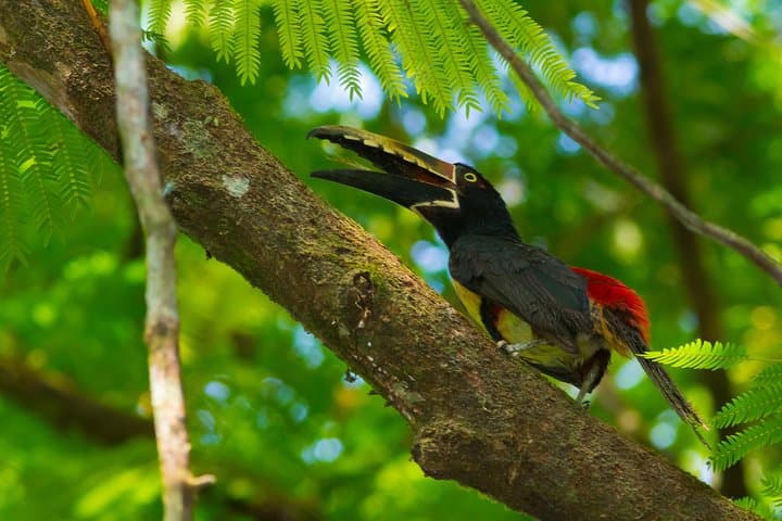 Birdwatching at Ecocentro Danaus: La Fortuna's Best Morning Tour photo 1