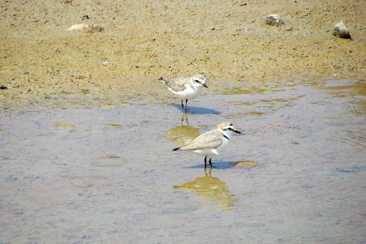 Half-Day Birdwatching in Ria Formosa Natural Park, Faro photo 6