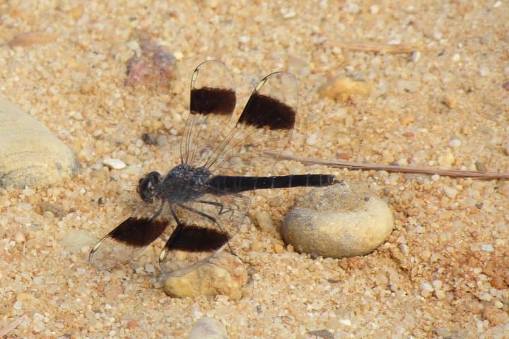 Half-Day Birdwatching in Ria Formosa Natural Park, Faro photo 5