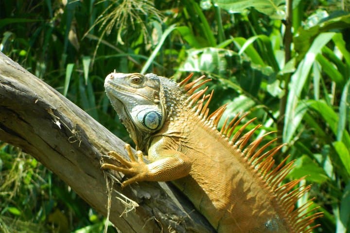Private Sloth Encounter, Llanos de Cortés Waterfall & Corobici River Float — Full-Day Tour from Playa Hermosa photo 5