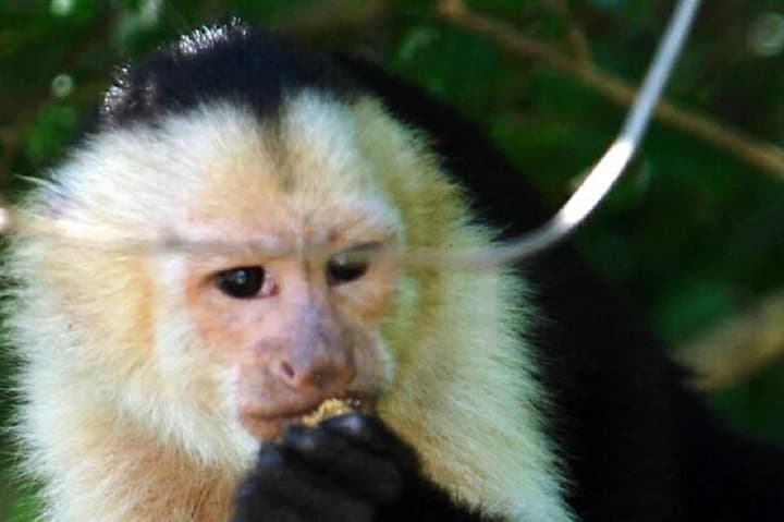 Palo Verde River Jungle Safari: Tempisque Boat Tour from Liberia photo 4
