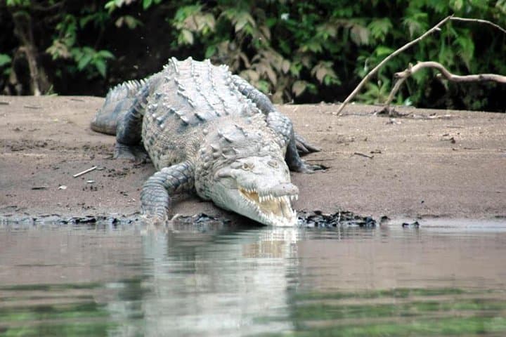 Palo Verde River Jungle Safari: Tempisque Boat Tour from Liberia photo 5