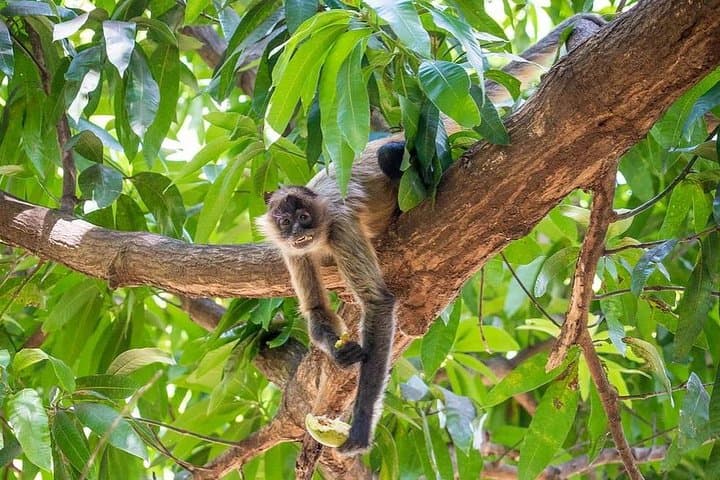 Palo Verde River Jungle Safari: Tempisque Boat Tour from Liberia
