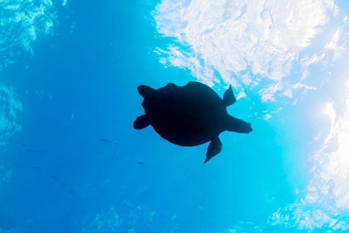 Guided Shore Dive at The Wall — Blue Bay Curaçao: Reef Dive for Certified Divers photo 2
