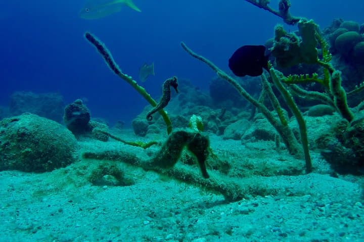 Guided Shore Dive at The Wall — Blue Bay Curaçao: Reef Dive for Certified Divers photo 4