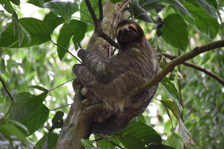 Discover Costa Rica’s Northern Rainforest: Sloth Adventure From Guanacaste