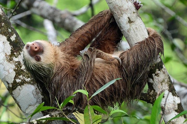 Discover Costa Rica’s Northern Rainforest: Sloth Adventure From Guanacaste photo 2