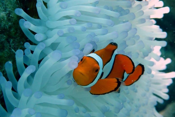 Luxury Outer Great Barrier Reef Snorkel & Michaelmas Cay Day Cruise from Cairns photo 3