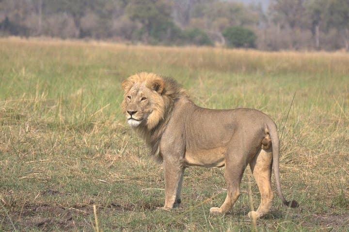 13-Day Botswana Safari: Okavango Delta, Moremi, Savuti & Chobe