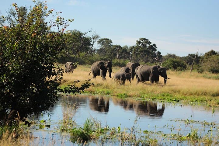 28-Day Botswana Safari: Ultimate Wildlife and Cultural Expedition photo 6