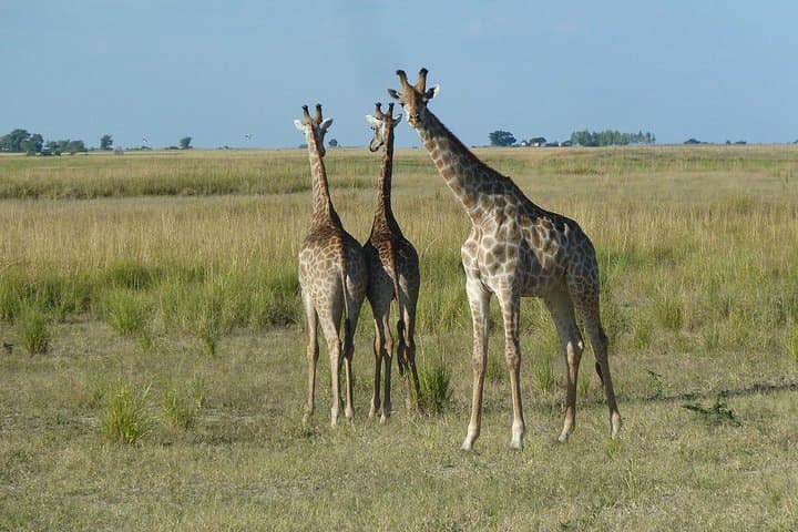 Mokoro Day Trip — Okavango Delta Dugout Canoe Safari from Maun photo 3