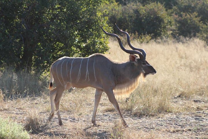 Day Safari in Moremi Game Reserve: Wildlife Drives from Maun photo 3
