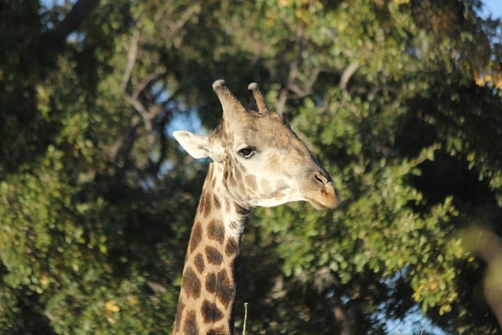 Buffalo Safari 8 Nights 9 Days — Chobe, Savuti, Moremi & Okavango Camping Safari photo 6