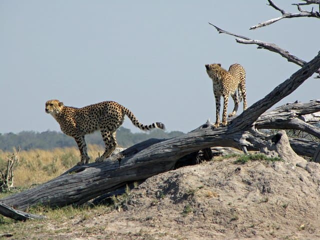 7-Day Central Botswana Safari: Khama Rhino, Lekhubu & Kalahari Adventure
