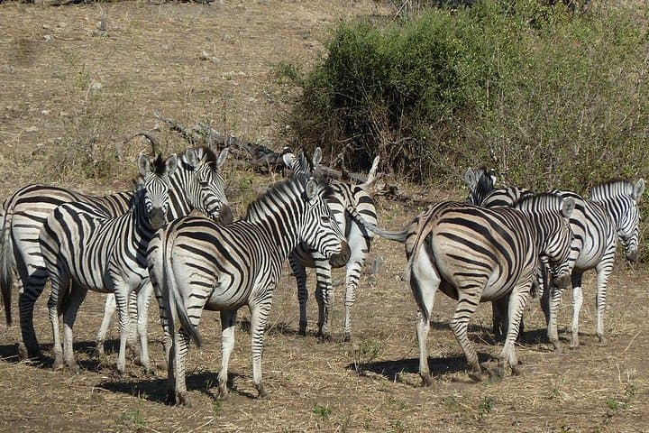 7-Day Central Botswana Safari: Khama Rhino, Lekhubu & Kalahari Adventure photo 3