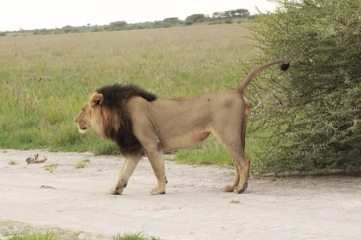 7-Day Central Botswana Safari: Khama Rhino, Lekhubu & Kalahari Adventure photo 4