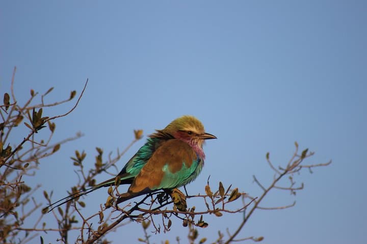 7-Day Central Botswana Safari: Khama Rhino, Lekhubu & Kalahari Adventure photo 5