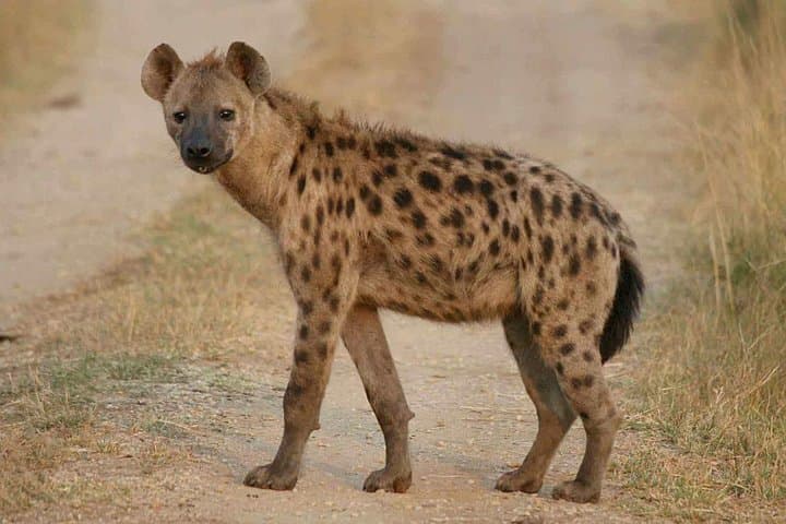 28-Day Botswana Safari: Ultimate Wildlife and Cultural Expedition