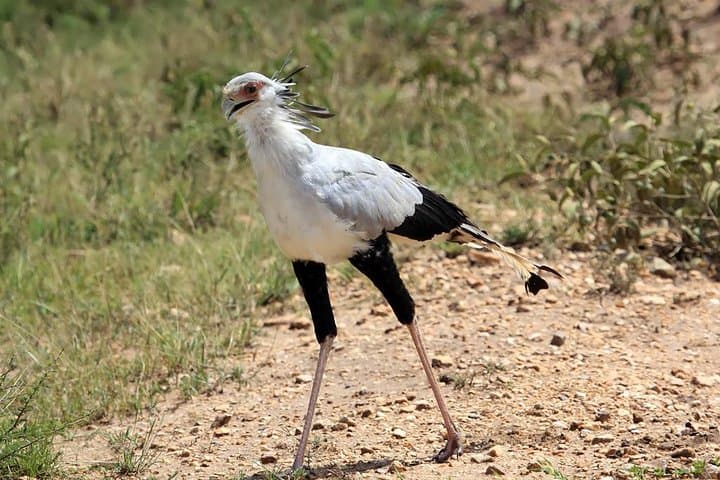 28-Day Botswana Safari: Ultimate Wildlife and Cultural Expedition photo 4