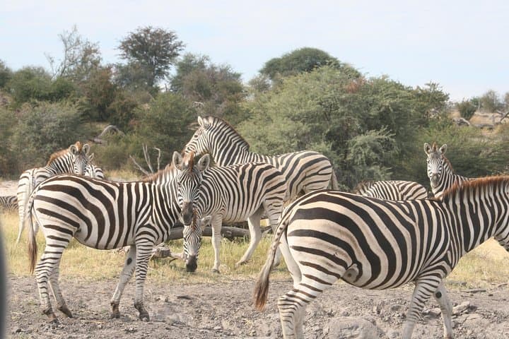 6-Day Zebra Safari in Makgadikgadi & Okavango Delta: Makoro, Walks & Salt Pans