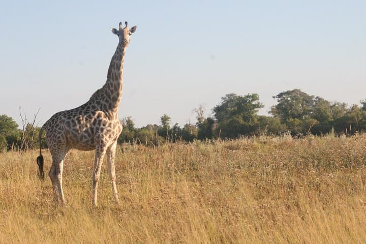 Chiefs Island Day Trip from Maun — Full-Day Okavango Boat Safari & Game Walk photo 6