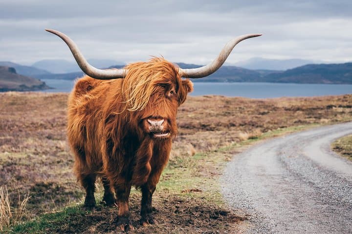 Applecross, Loch Carron & the Wild Highlands: Day Tour from Inverness photo 5