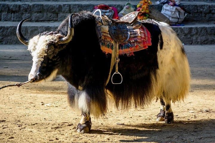 6-Day Shimla, Manali & Chandigarh Hill-Station Tour from Delhi photo 4