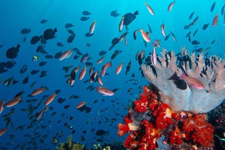4-Day Private Komodo Boat Tour: Dragons, Mantas & Pink Beach