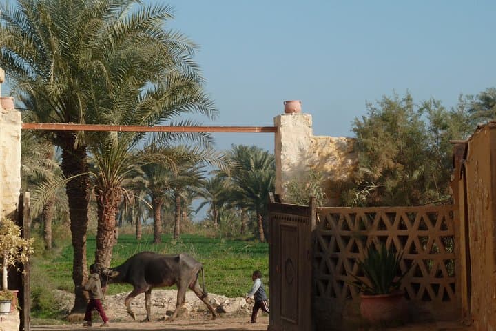 Fayoum Oasis and Wadi El-Rayan Full-Day Tour from Cairo — Lakes, Waterfalls & Birdlife photo 4