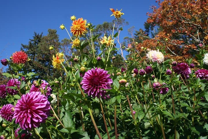 Private Butchart Gardens & HCP Tour — Early-Arrival Garden Experience in Victoria photo 5