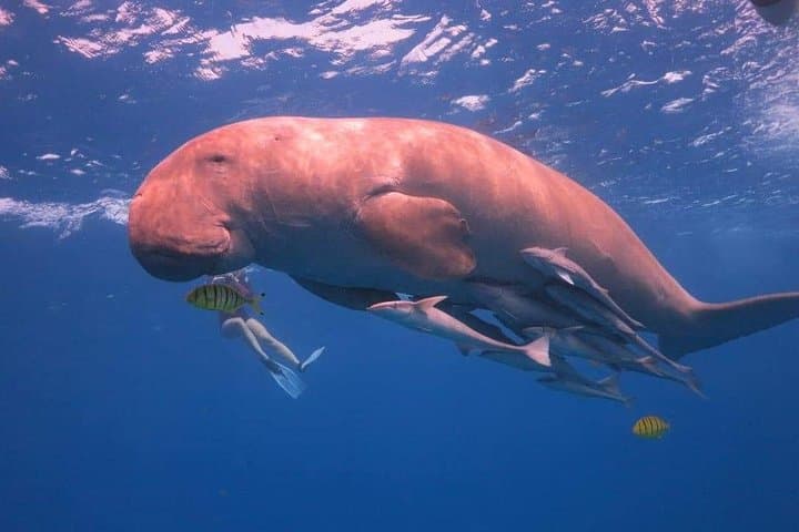 Hurghada Diving: Red Sea Boat Dives from Hurghada photo 2