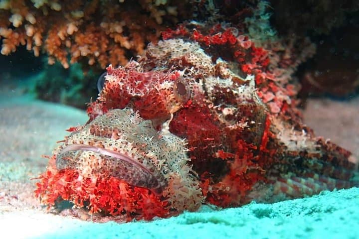 Hurghada Diving: Red Sea Boat Dives from Hurghada photo 3