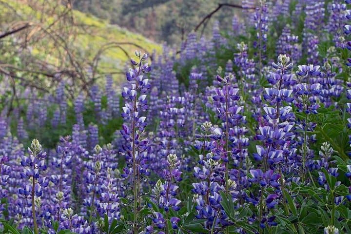 Ojai Guided Hikes, Bike Rides & Rock Climbs with Trails by Potter photo 4