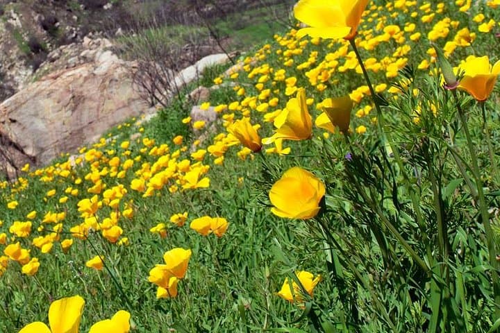 Ojai Guided Hikes, Bike Rides & Rock Climbs with Trails by Potter photo 6