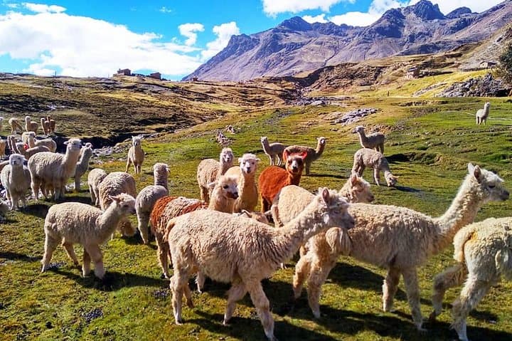 Cusco Rainbow Mountain Day Trek: Vinicunca via Cusipata — What to Expect photo 2