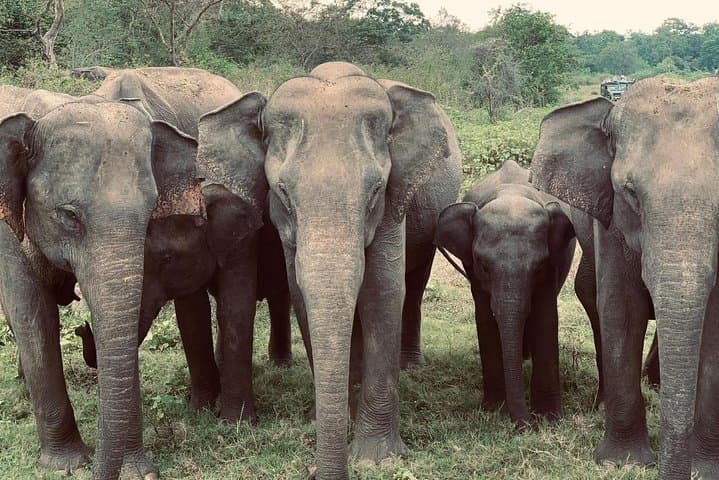 Bundala Birds Safari by Jeep — Wildlife, Best Times & Practical Guide