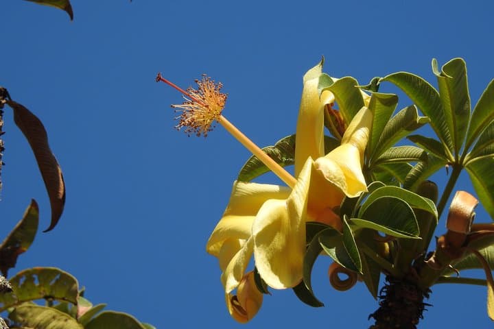 Guided Walk at George Brown Darwin Botanic Gardens — 2-Hour Garden & Birdlife Tour photo 3